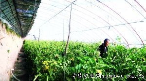 福建槟榔芋栽培技术
