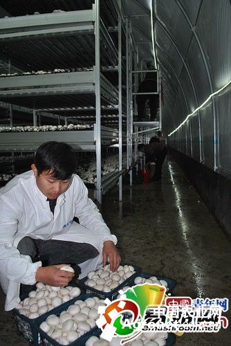 中国茶树菇产业网