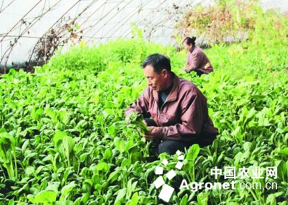 大青豆种植技术