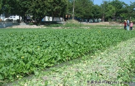 青豌豆育种技术