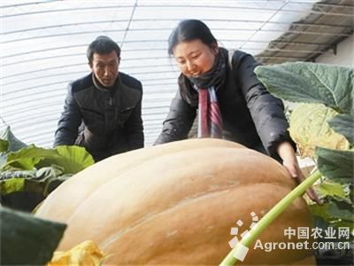 韩国椒种植技术