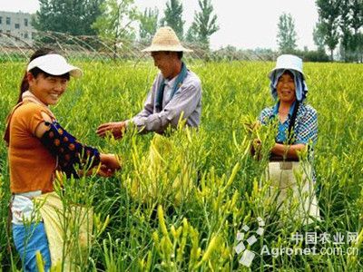 缅甸玉米种子供应状况