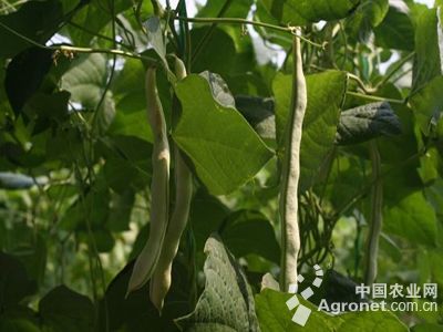 黑籽南瓜育种技术