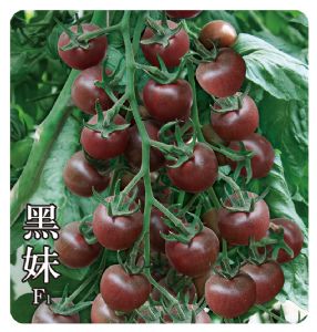 供应黑妹F1—番茄种子