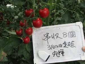 供应全美40串—番茄种子