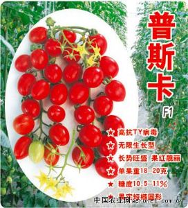 供应普斯卡F1－高抗TY番茄种子