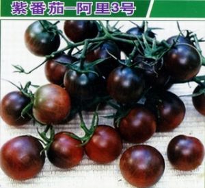 供应阿里3号—紫番茄种子