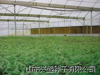 供应优质种苗—番茄种苗