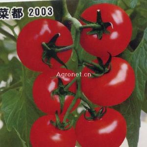 供应菜都2003—番茄种子