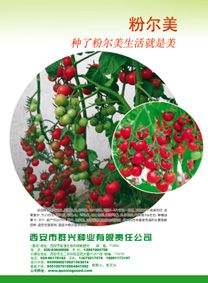 供应粉尔美—番茄种子