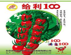 供应给力100—番茄种子