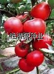 供应丽菲F1—番茄种子