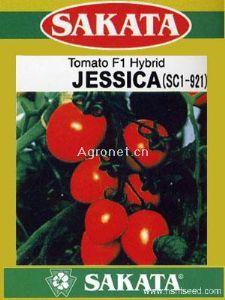 供应JESSICA（SC1-921）—番茄种子