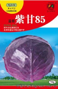 供应亚非紫甘85-甘蓝种子