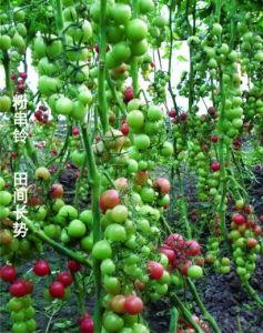 供应粉串玲F1—番茄种子