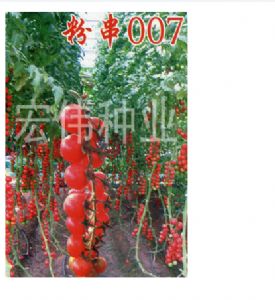 供应粉串007-番茄种子