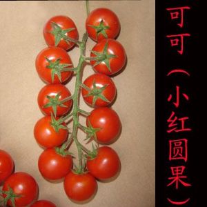 供应可可（小红圆果）—番茄种子