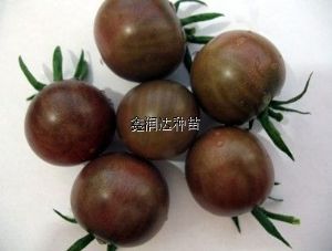 供应黑番茄—番茄种子