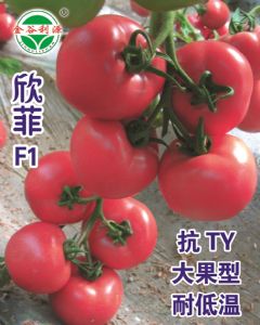 供应欣菲越冬抗TY大果粉色—番茄种子