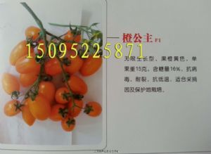 供应橙公主F1番茄种子