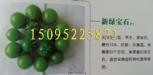 供应新绿宝石F1番茄种子