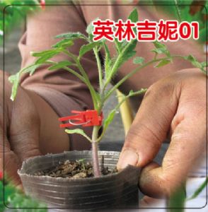 供应英林吉妮01—番茄种子